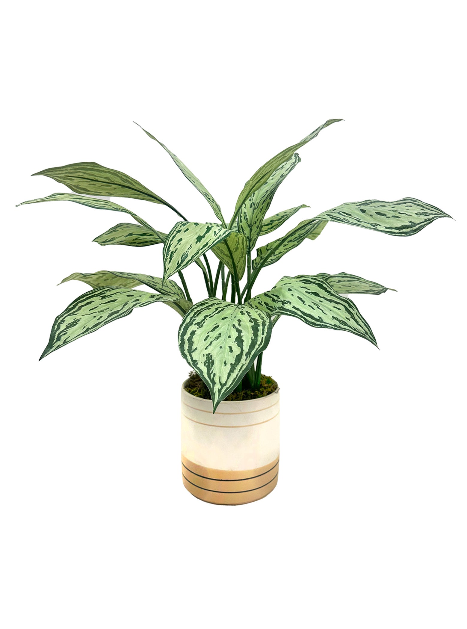 Silver Queen Plant w. Cream &amp; Gold pot