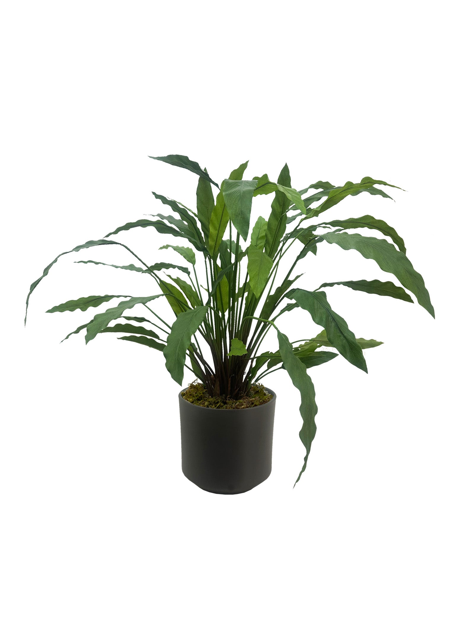 Calathea Bush