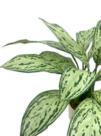 Silver Queen Plant w. Cream &amp; Gold pot