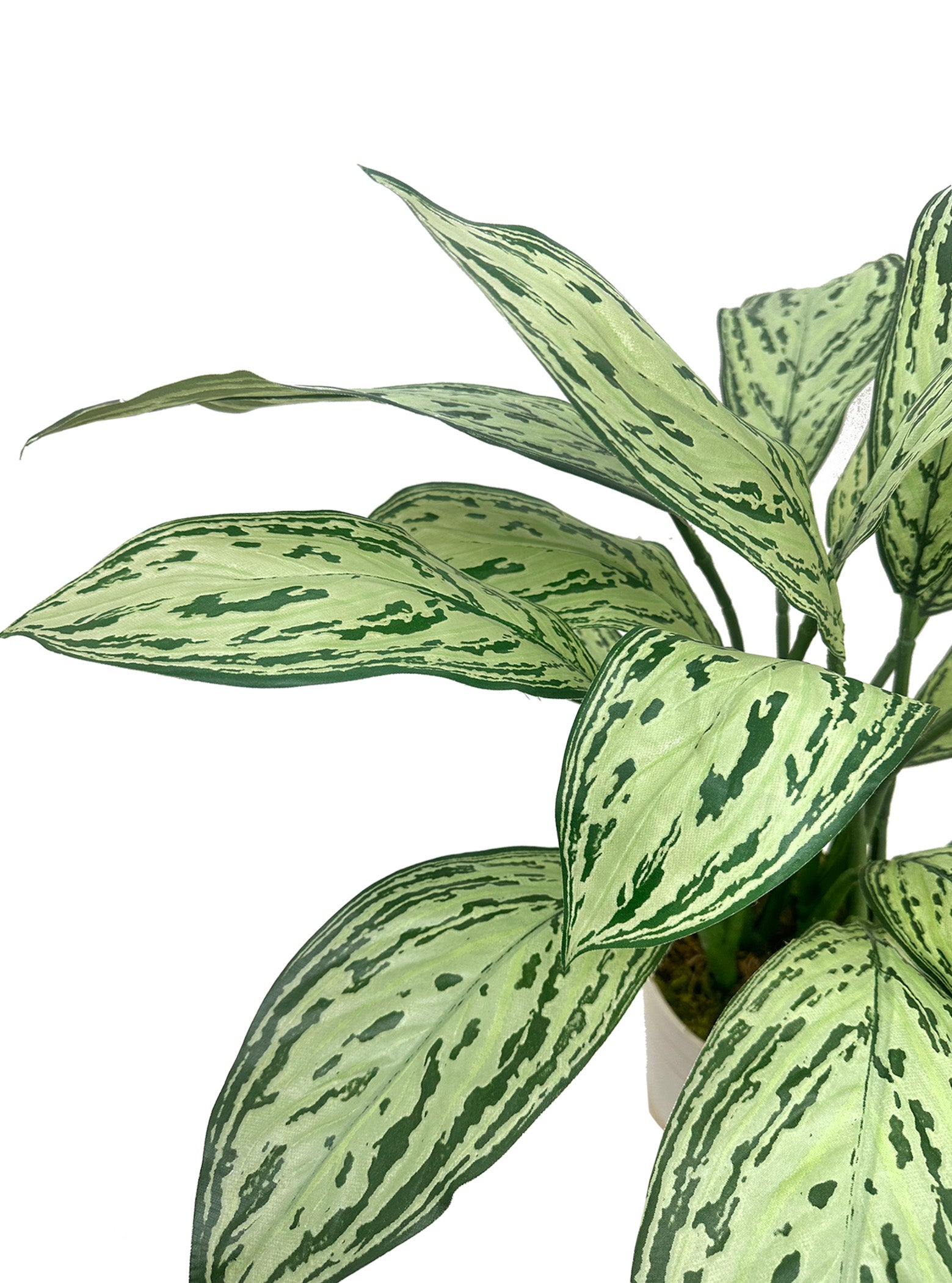 Silver Queen Plant w. Cream &amp; Gold pot