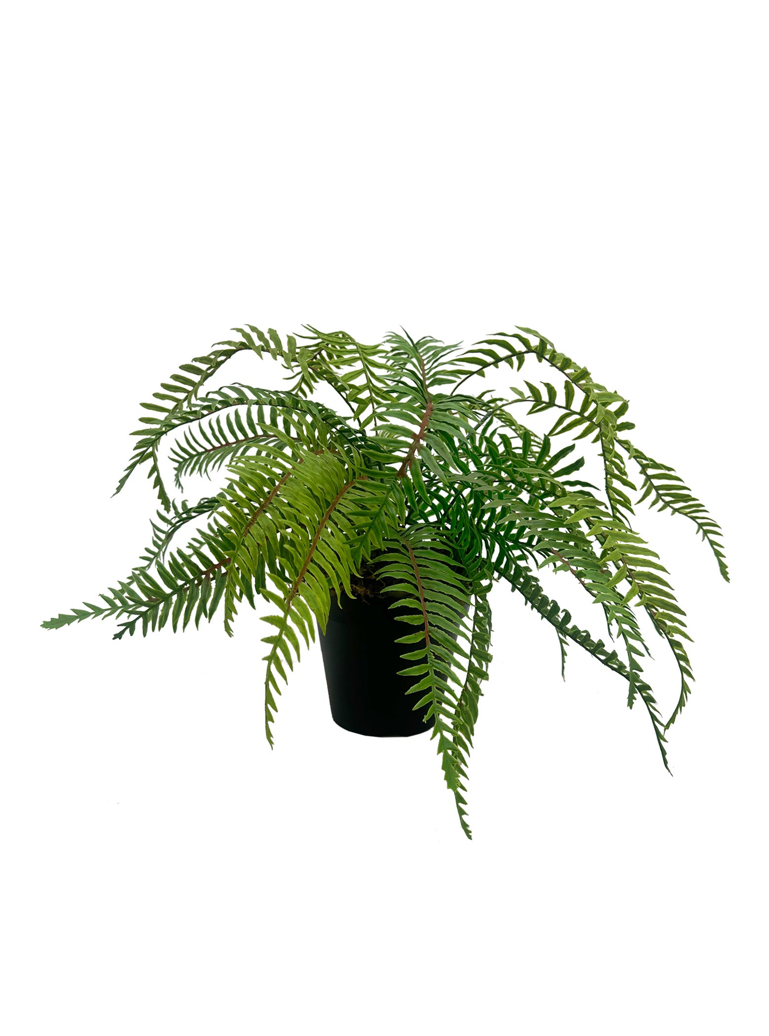 Fern Bush