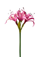 Nerine Spray - Pink
