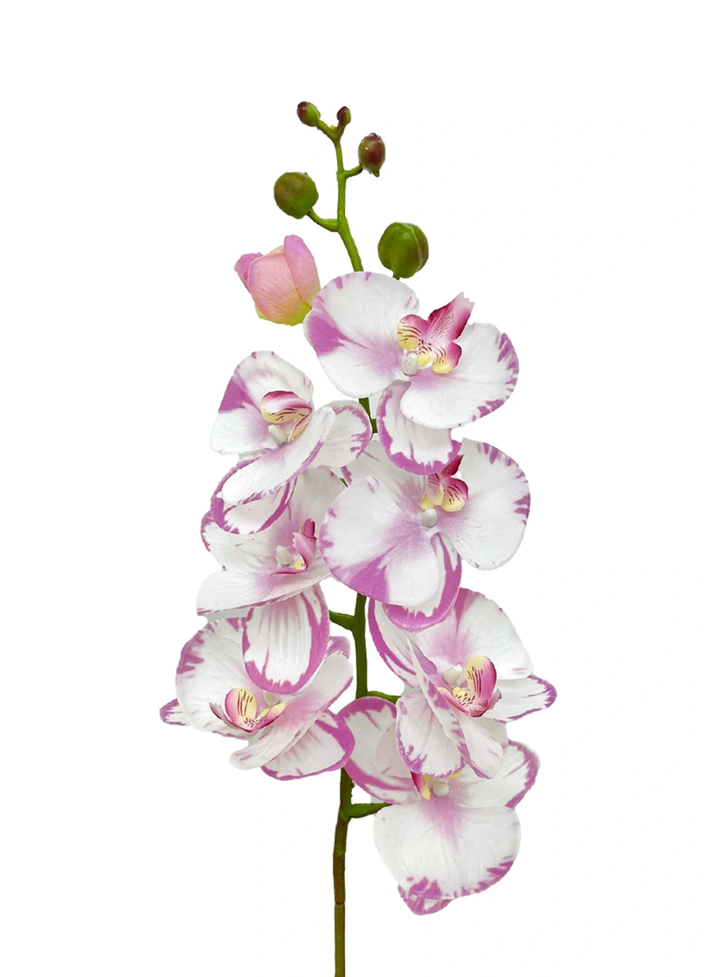 8-Bloom Phalaenopsis Spray – Light Lavender