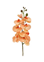 8-Bloom Phalaenopsis Spray – Biege Pink