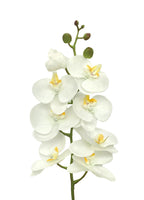 8-Bloom Phalaenopsis Spray - White w Yellow Lips