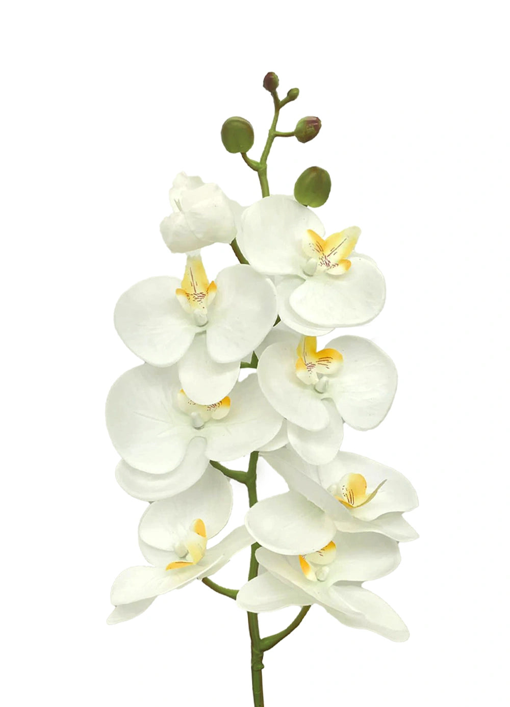 8-Bloom Phalaenopsis Spray - White w Yellow Lips