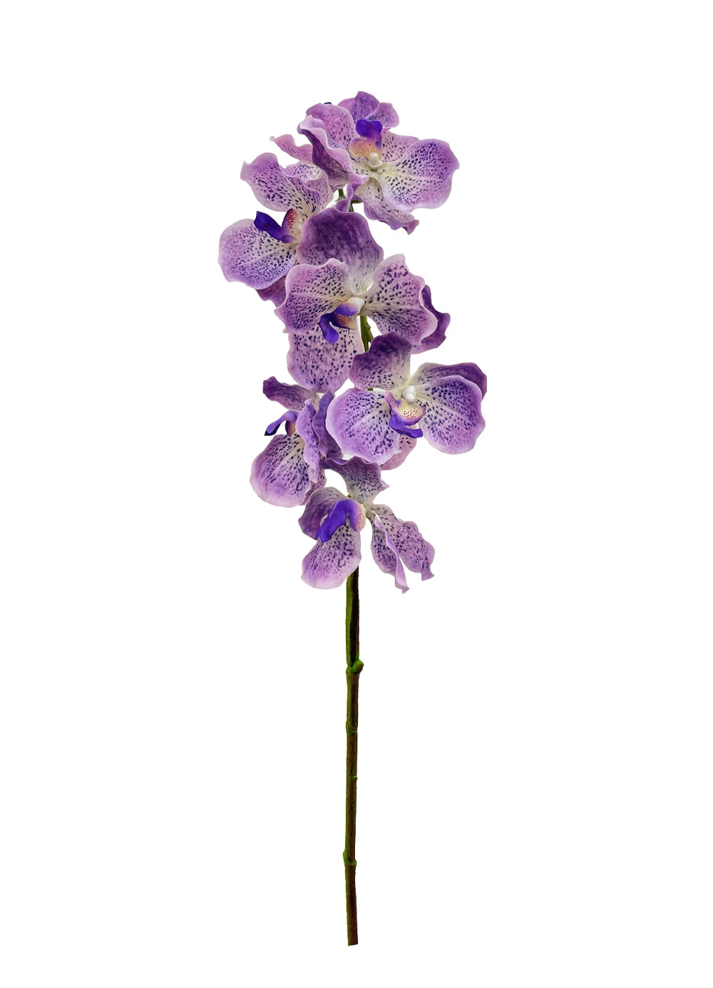 Vanda Orchid - Light Purplish