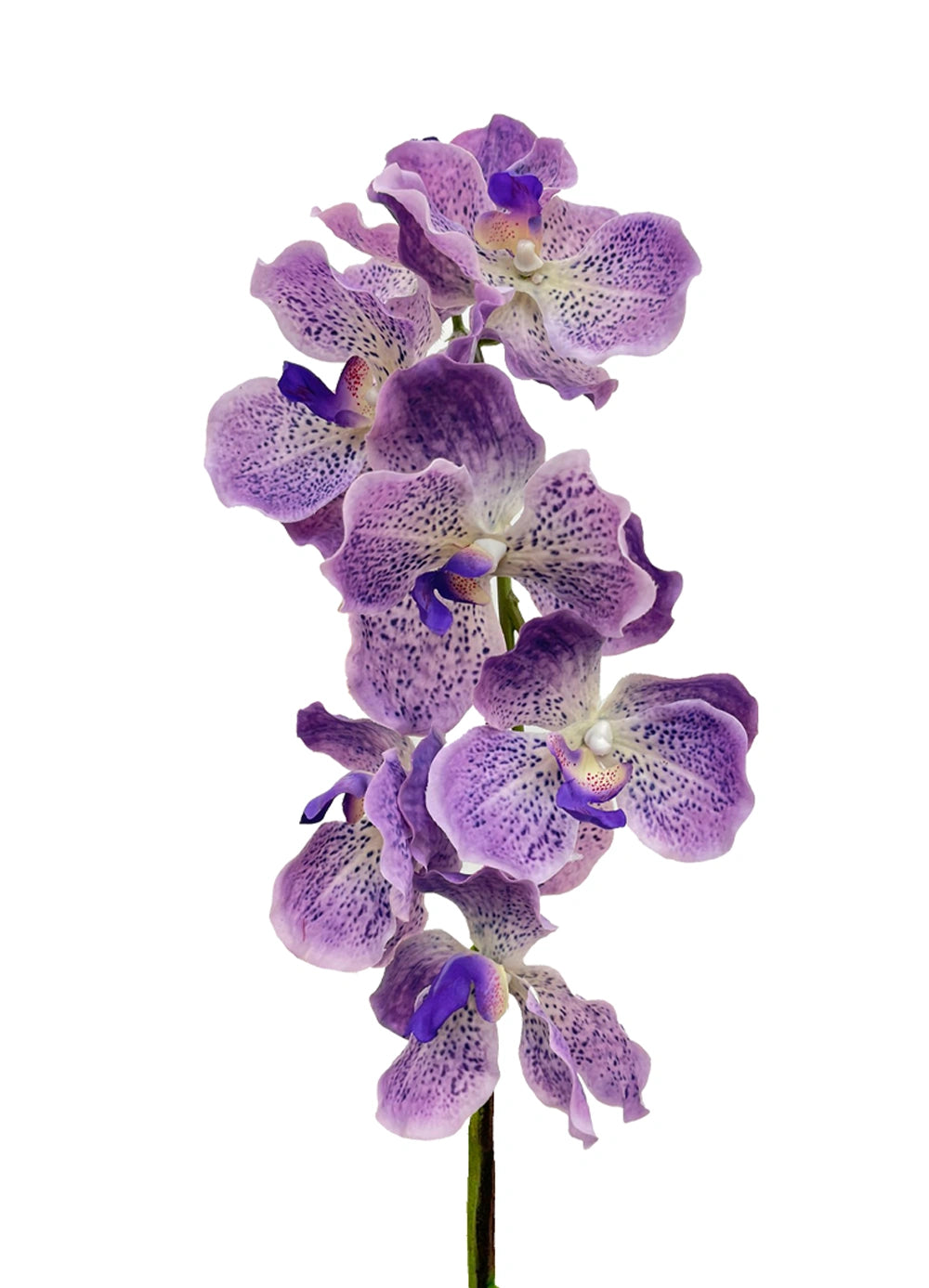 Vanda Orchid - Light Purplish