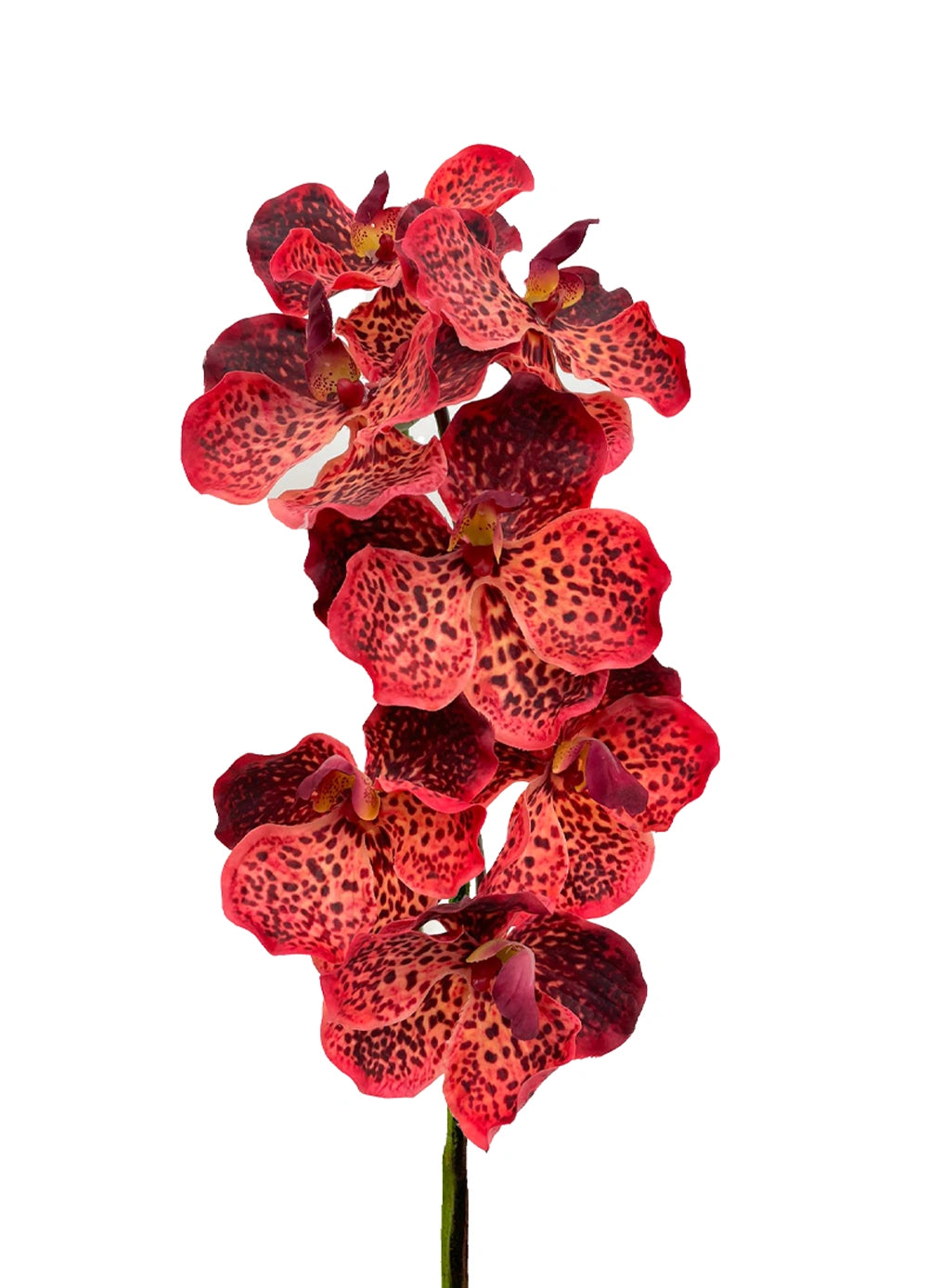 Vanda Orchid - Red