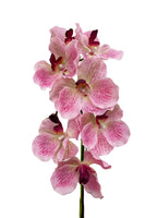 Vanda Orchid - Light Pink