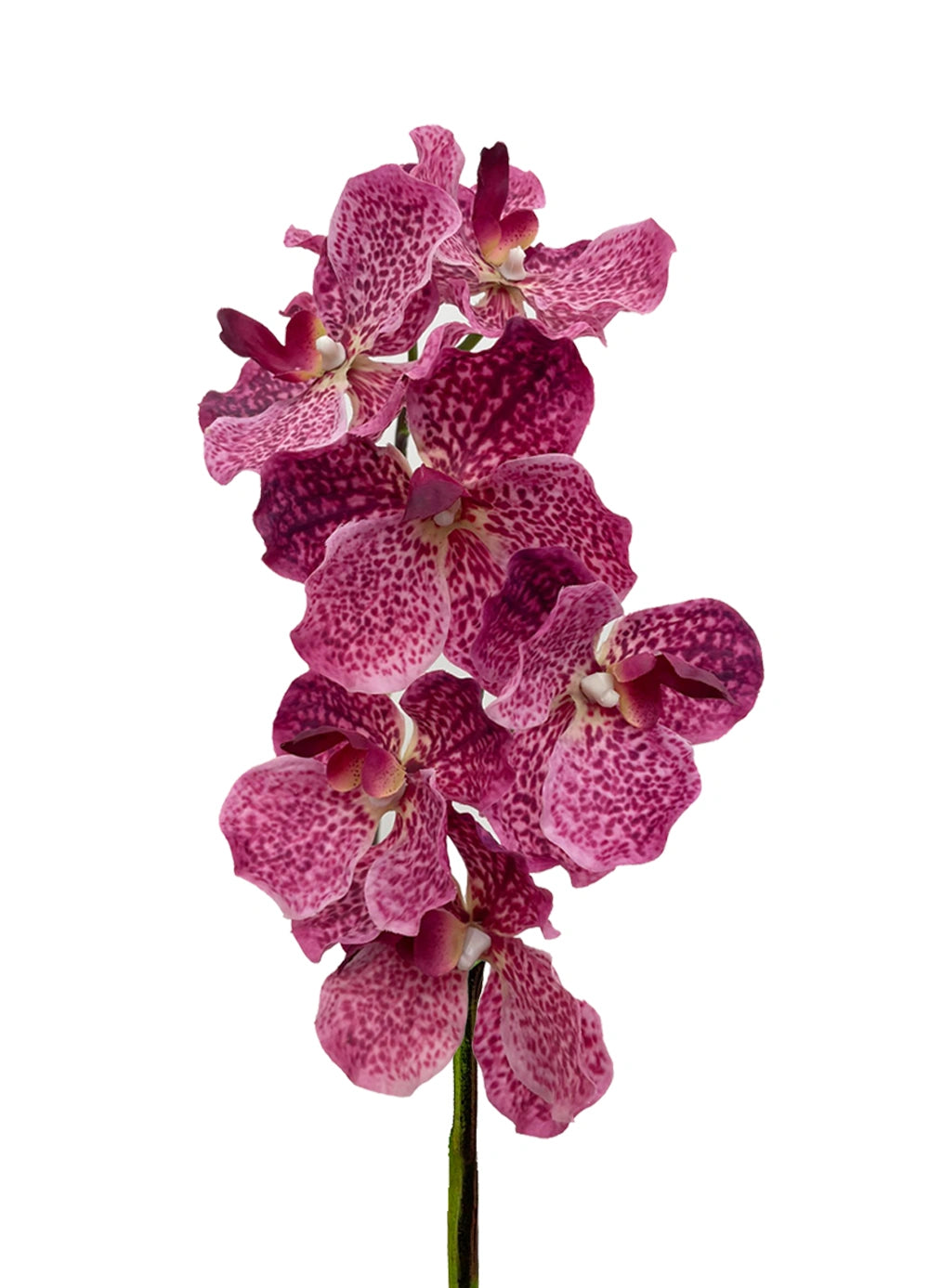 Vanda Orchid - Fuchsia