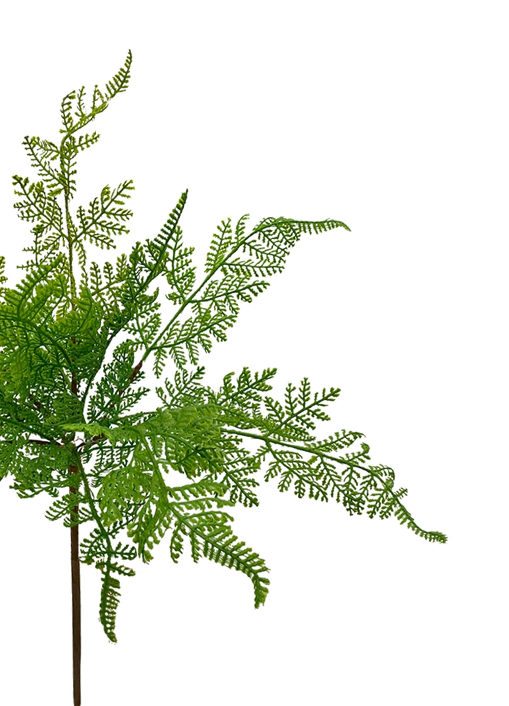 Forest Fern Bush