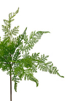 Forest Fern Bush