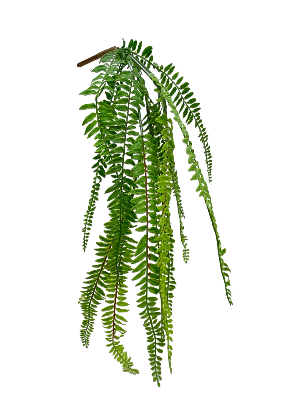 Hanging Sword Fern