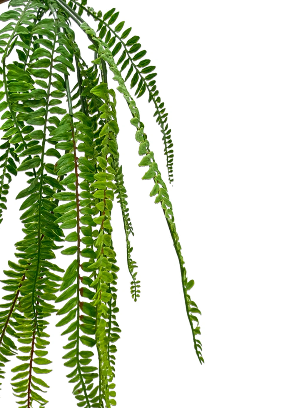 Hanging Sword Fern