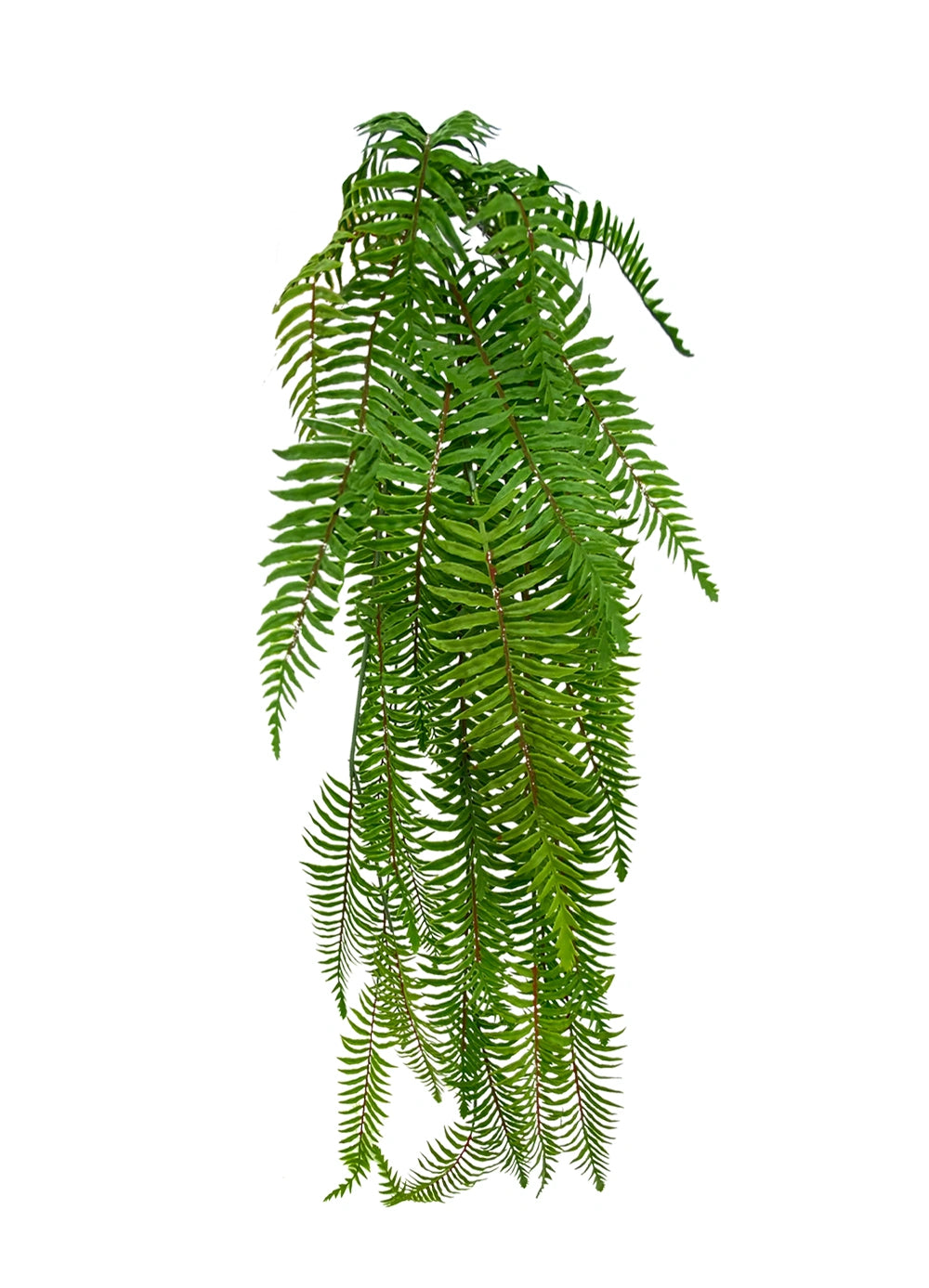 Hanging Boston Fern