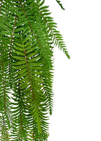 Hanging Boston Fern