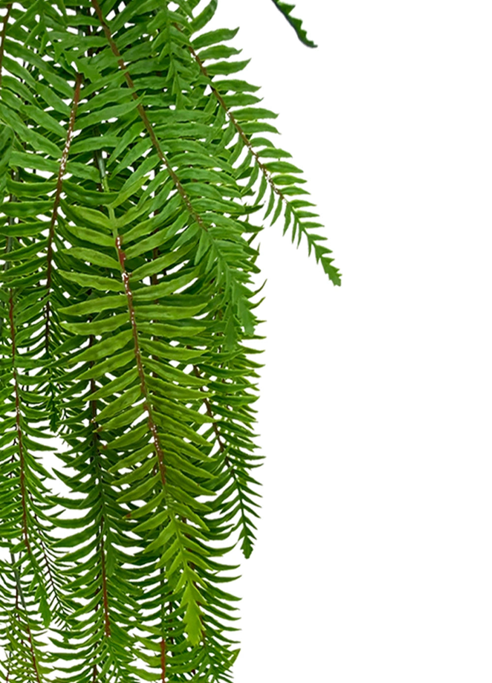 Hanging Boston Fern