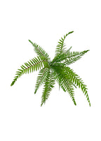 Boston Fern Bush