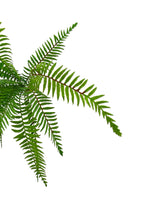 Boston Fern Bush