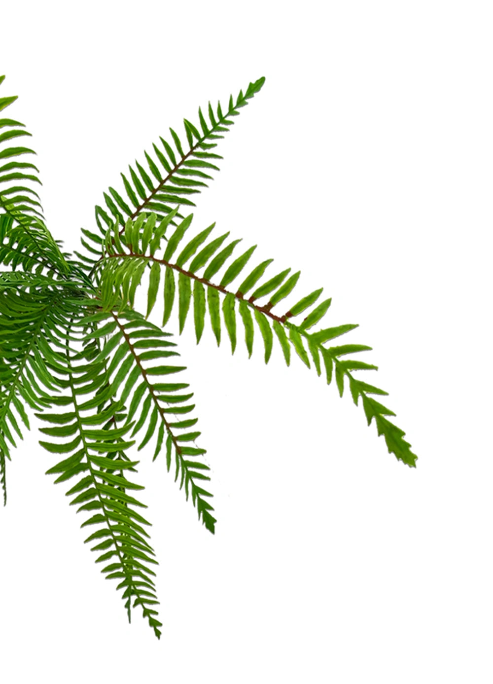 Boston Fern Bush