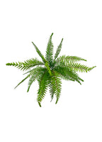 Boston Fern Bush