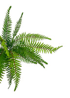 Boston Fern Bush