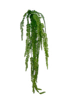 Hanging Sword Fern