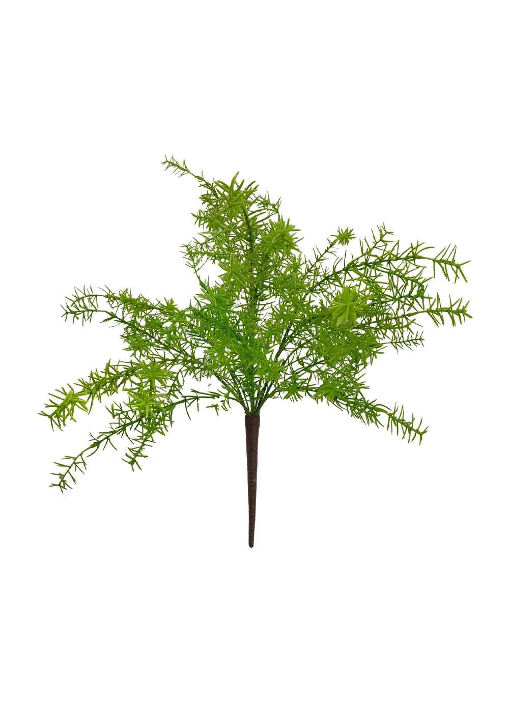 Asparagus Sprenger Bush