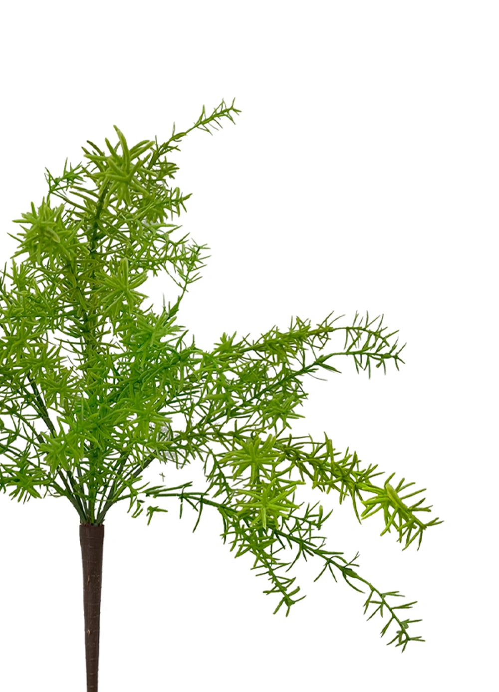 Asparagus Sprenger Bush