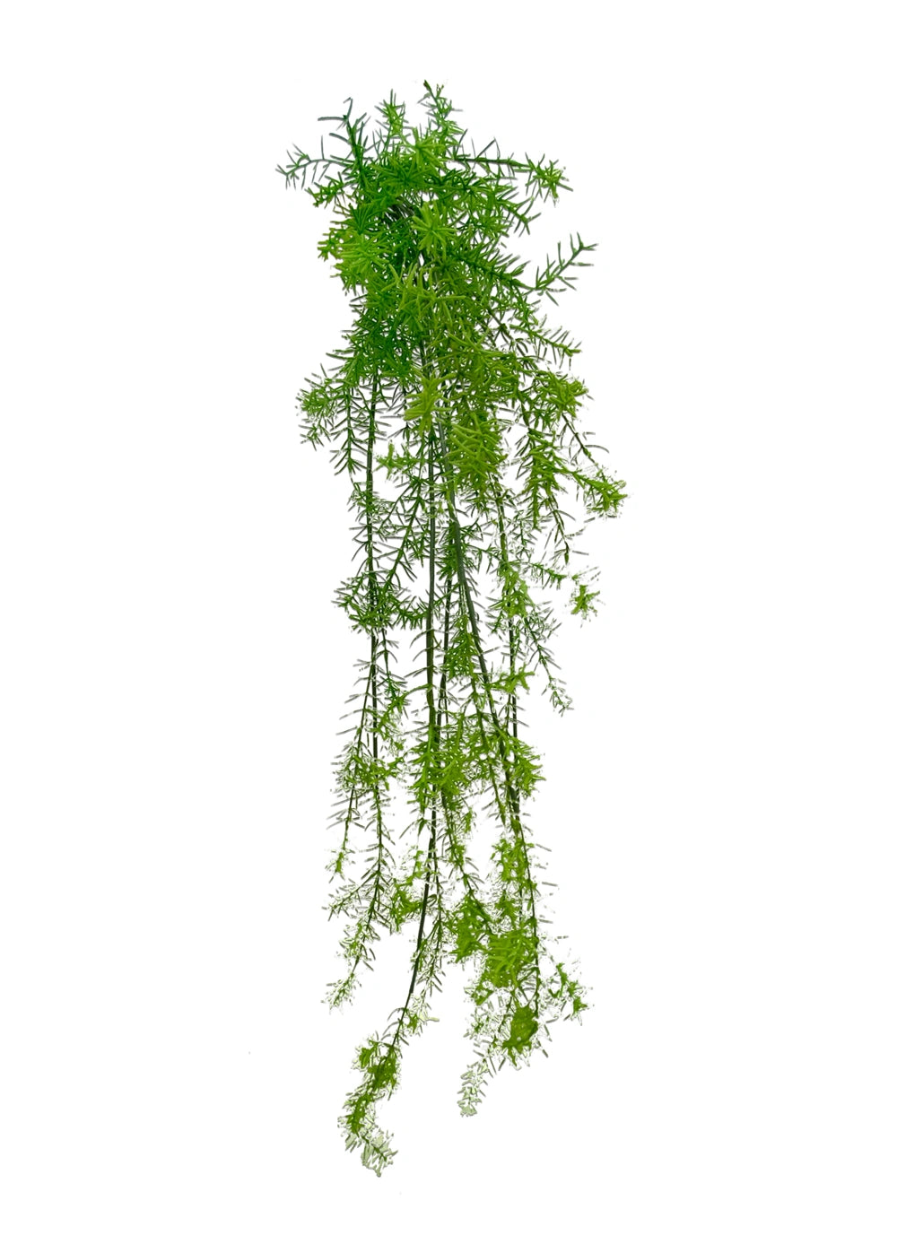 Asparagus Sprenger Hanging Bush