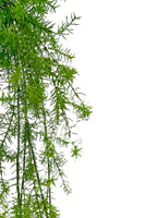 Asparagus Sprenger Hanging Bush