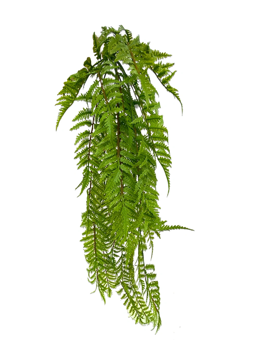 Hanging Lady Fern