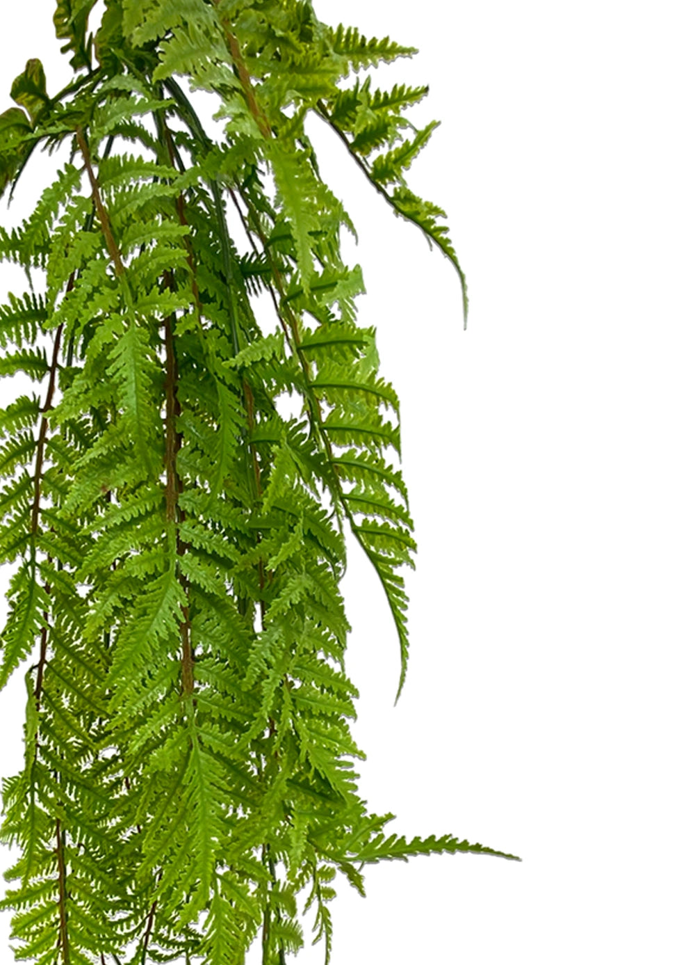 Hanging Lady Fern