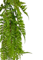 Hanging Lady Fern