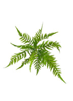 Cinnamon Fern
