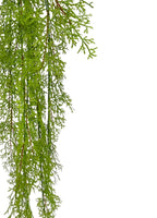 Hanging Moss Fern