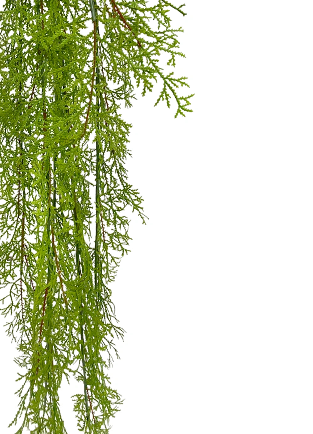 Hanging Moss Fern