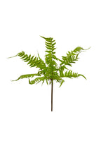 Lady Fern
