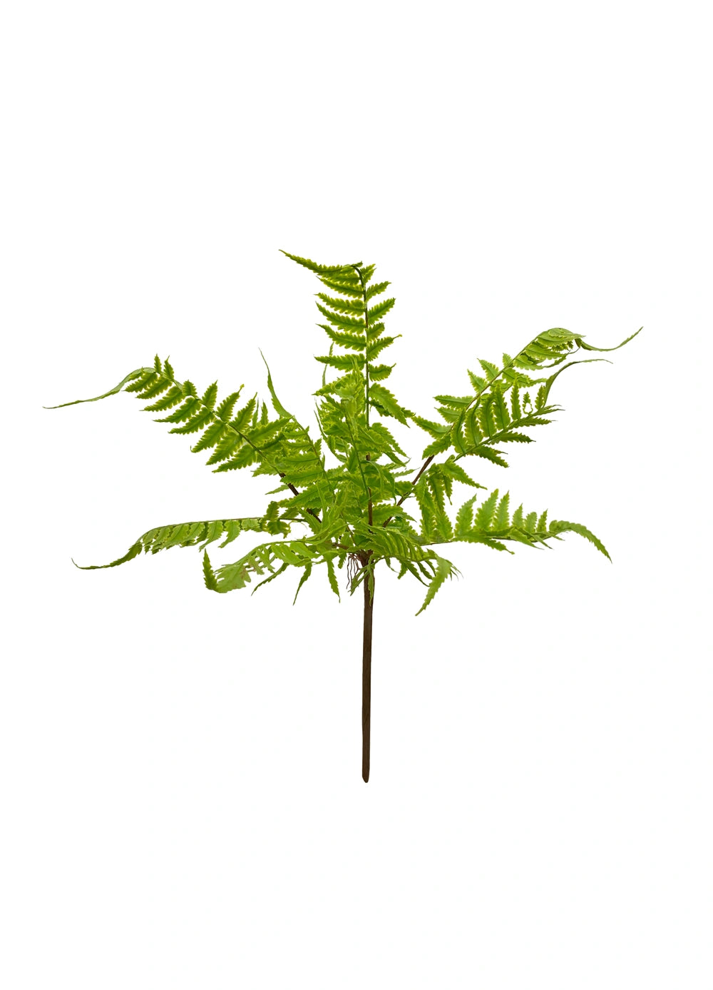 Lady Fern
