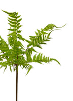Lady Fern