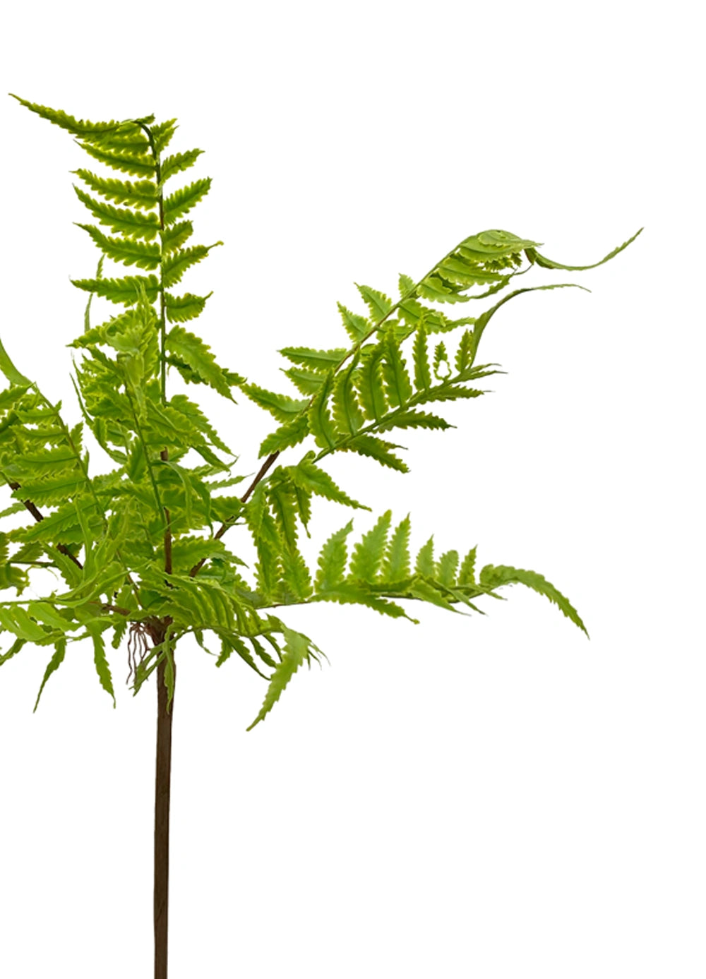 Lady Fern