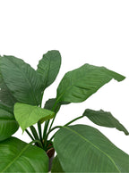 Artificial Plant - 60cm Spathiphyllum King (UV Resistant)