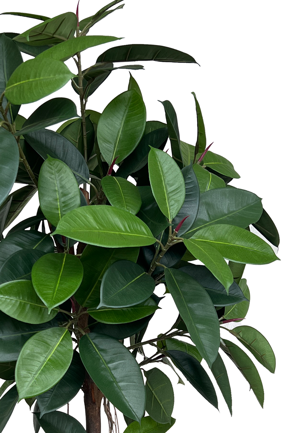 Artificial Tree- 1.6m Ficus Elastica (UV Resistant)