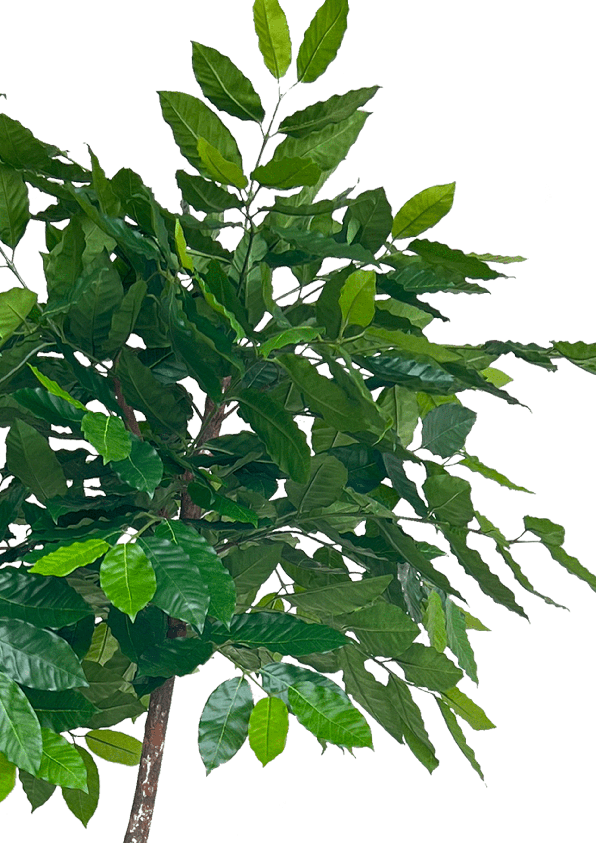 Artificial Tree - 2.1m Coffea Arabica (UV Resistant)