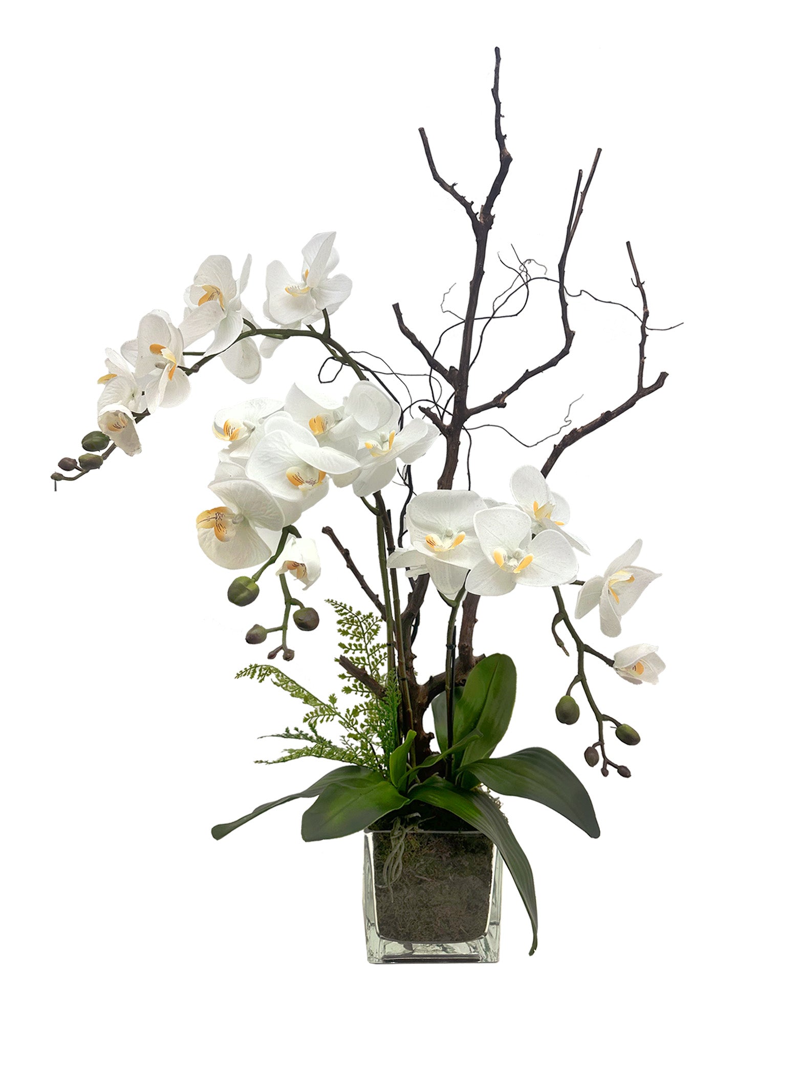 Phalaenopsis Enchantment