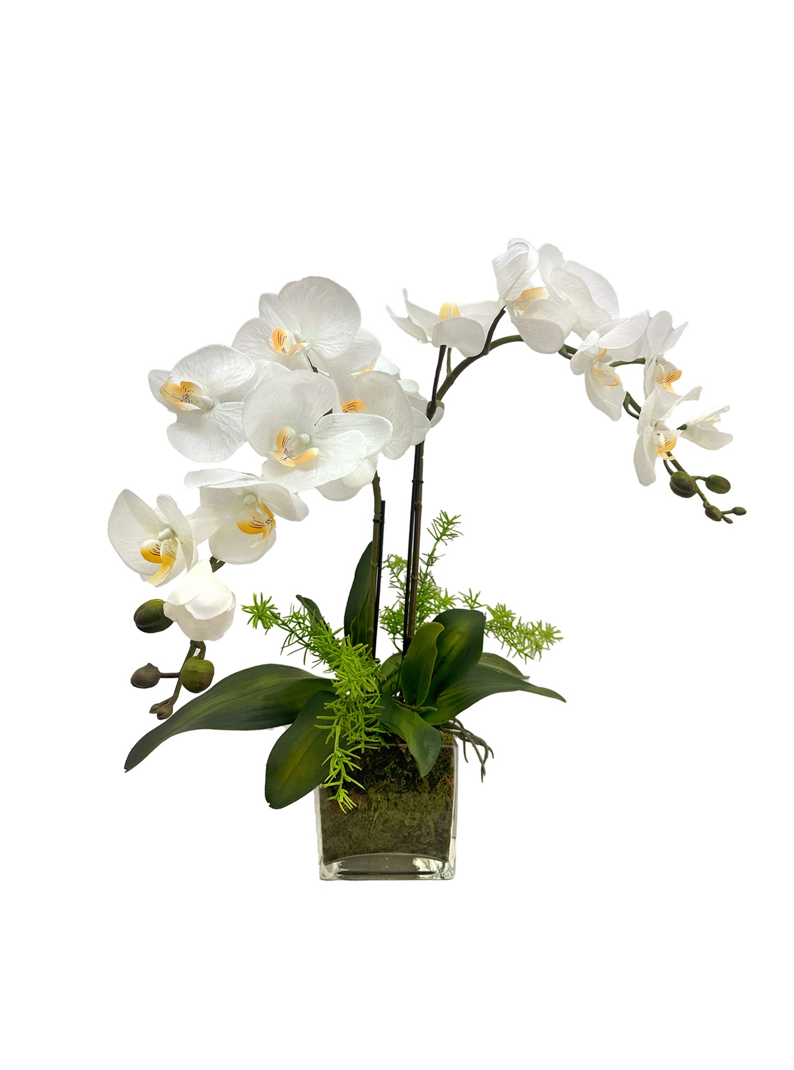 Orchid Elegance