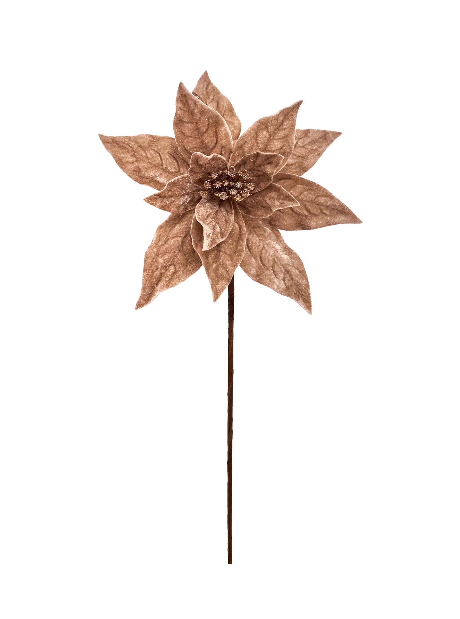 Champagne Poinsettia