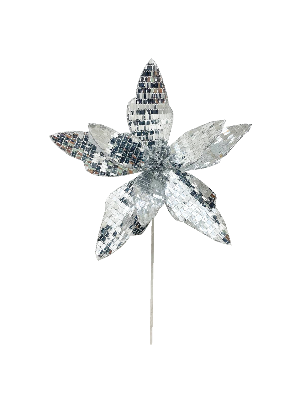 Silver Disco Poinsettia
