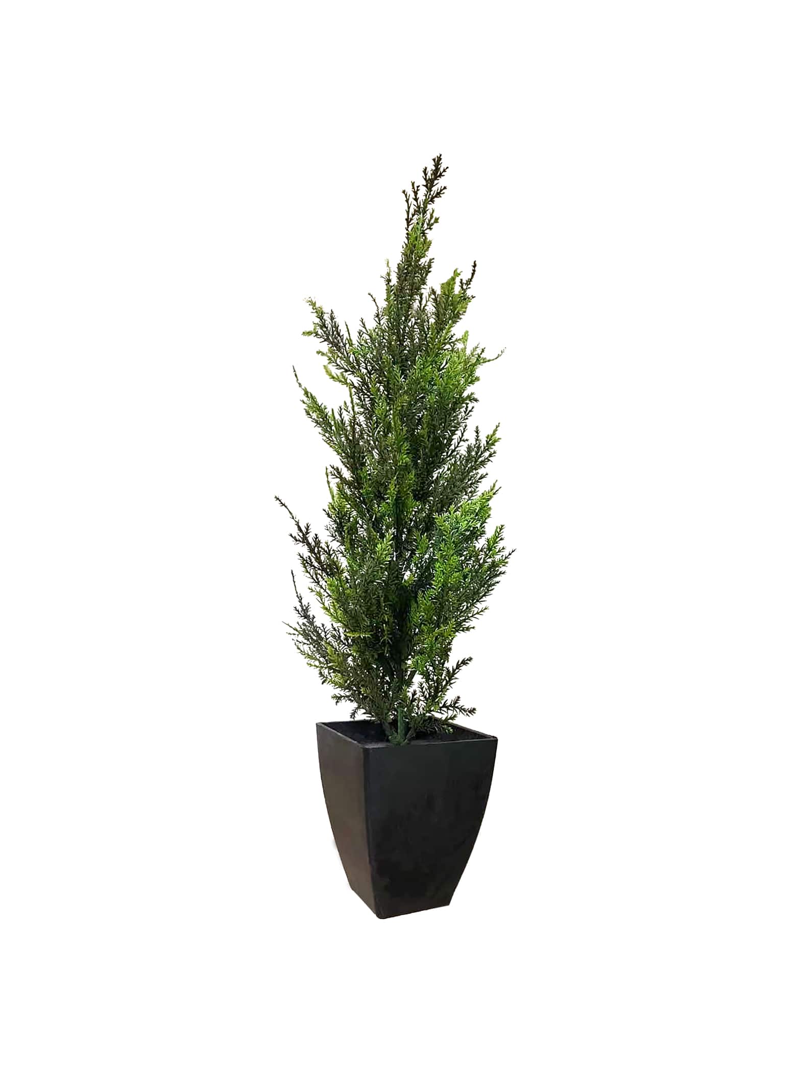 Cedar Tree 40cm